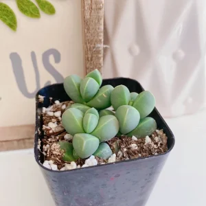 Corpuscularia Lehmannii Ice Plant Live Succulent - 2 inch Potted Plant - Image 8