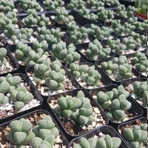 Corpuscularia Lehmannii Ice Plant Live Succulent - 2 inch Potted Plant - Image 9