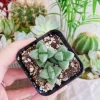 Corpuscularia Lehmannii Ice Plant Live Succulent - 2 inch Potted Plant - Image 1