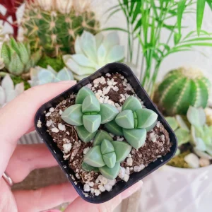 Corpuscularia Lehmannii Ice Plant Live Succulent - 2 inch Potted Plant - Image 1