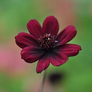 Cosmos 'Chocamocha' Live Starter Plant - Fragrant Chocolate Cosmos, 3-6