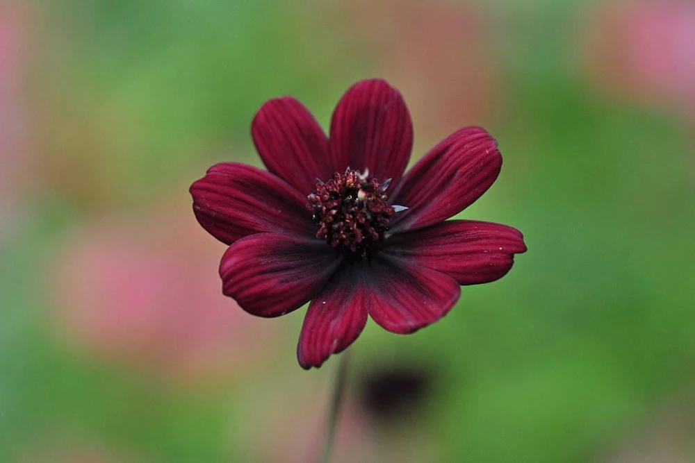 Cosmos 'Chocamocha' Live Starter Plant - Fragrant Chocolate Cosmos, 3-6" Tall in 2.5" Pot - Image 2