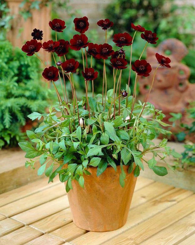 Cosmos 'Chocamocha' Live Starter Plant - Fragrant Chocolate Cosmos, 3-6" Tall in 2.5" Pot - Image 3