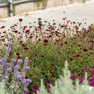 Cosmos 'Chocamocha' Live Starter Plant - Fragrant Chocolate Cosmos, 3-6
