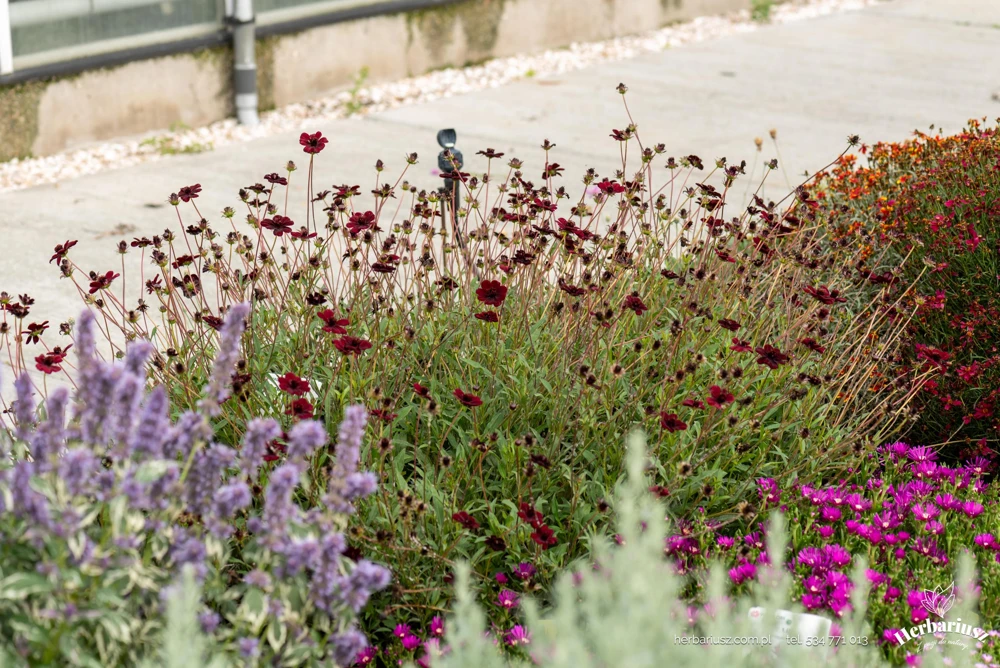 Cosmos 'Chocamocha' Live Starter Plant - Fragrant Chocolate Cosmos, 3-6" Tall in 2.5" Pot - Image 4