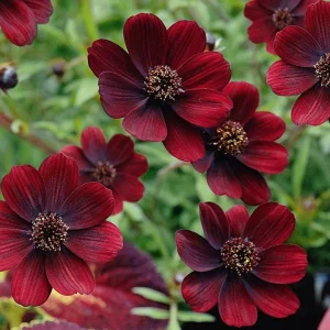 Cosmos 'Chocamocha' Live Starter Plant - Fragrant Chocolate Cosmos, 3-6" Tall in 2.5" Pot - Image 1