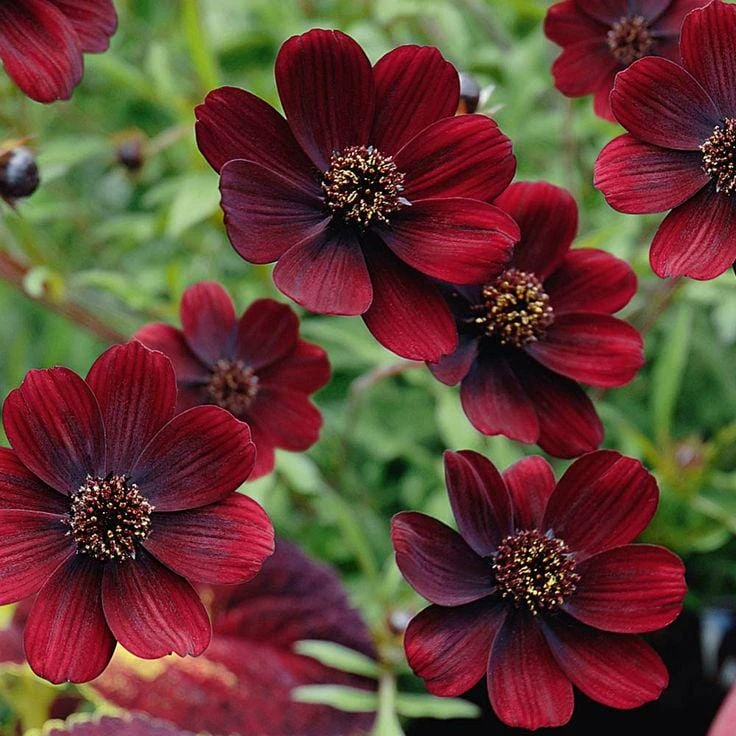 Cosmos 'Chocamocha' Live Starter Plant - Fragrant Chocolate Cosmos, 3-6" Tall in 2.5" Pot - Image 1