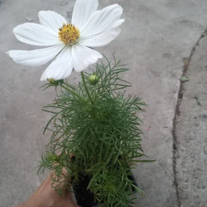 Cosmos Sonata Live Plants - 6 Pack Mixed Colors, 3-Inch Pot - Image 2