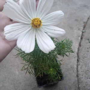 Cosmos Sonata Live Plants - 6 Pack Mixed Colors, 3-Inch Pot - Image 3