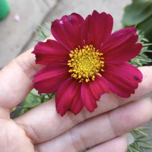 Cosmos Sonata Live Plants - 6 Pack Mixed Colors, 3-Inch Pot - Image 4