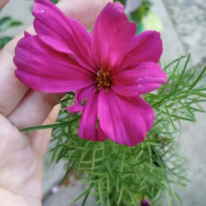 Cosmos Sonata Live Plants - 6 Pack Mixed Colors, 3-Inch Pot - Image 5
