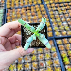 Cotyledon orbiculata 'Happy Young Lady' Live Succulent Plant – 2 Inch Pot - Image 7