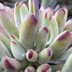 Cotyledon orbiculata 'Happy Young Lady' Live Succulent Plant – 2 Inch Pot - Image 8
