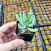 Cotyledon orbiculata 'Happy Young Lady' Live Succulent Plant – 2 Inch Pot - Image 1