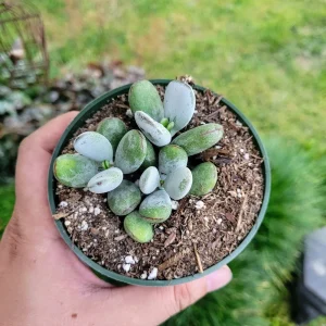 Cotyledon Orbiculata Higginsiae Live Succulent Plant - 4 Inch Pot - Image 10