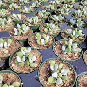 Cotyledon Orbiculata Higginsiae Live Succulent Plant - 4 Inch Pot - Image 11