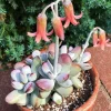 Cotyledon Orbiculata Higginsiae Live Succulent Plant - 4 Inch Pot - Image 1