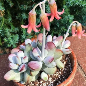 Cotyledon Orbiculata Higginsiae Live Succulent Plant - 4 Inch Pot - Image 1