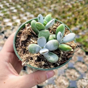 Cotyledon Orbiculata Higginsiae Live Succulent Plant - 4 Inch Pot - Image 7