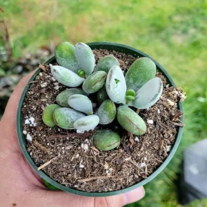 Cotyledon Orbiculata Higginsiae Live Succulent Plant - 4 Inch Pot - Image 8