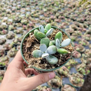 Cotyledon Orbiculata Higginsiae Live Succulent Plant - 4 Inch Pot - Image 9