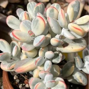 Cotyledon Orbiculata Live Plant - Rare Pig's Ear Succulent - 2 inch Pot - Image 2