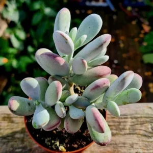 Cotyledon Orbiculata Live Plant - Rare Pig's Ear Succulent - 2 inch Pot - Image 4