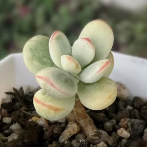 Cotyledon Orbiculata Live Plant - Rare Pig's Ear Succulent - 2 inch Pot - Image 6