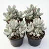 Cotyledon Orbiculata Live Plant - Rare Pig's Ear Succulent - 2 inch Pot - Image 1