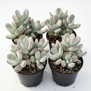 Cotyledon Orbiculata Live Plant - Rare Pig's Ear Succulent - 2 inch Pot - Image 1