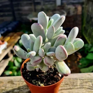 Cotyledon Orbiculata Live Plant - White Pig's Ear Succulent - 2 inch Pot - Image 3