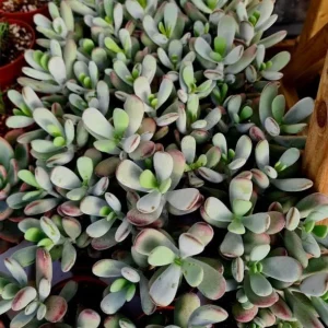 Cotyledon Orbiculata Live Plant - White Pig's Ear Succulent - 2 inch Pot - Image 5