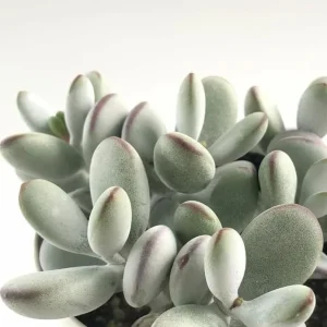 Cotyledon Orbiculata Live Plant - White Pig's Ear Succulent - 2 inch Pot - Image 7