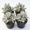 Cotyledon Orbiculata Live Plant - White Pig's Ear Succulent - 2 inch Pot - Image 1