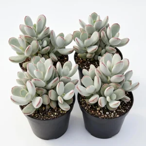 Cotyledon Orbiculata Live Plant - White Pig's Ear Succulent - 2 inch Pot - Image 1