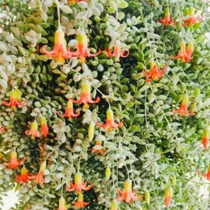 Cotyledon Pendens Live Plant – Trailing Succulent – 2 inch Pot – Indoor - Image 5