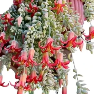 Cotyledon Pendens Live Plant – Trailing Succulent – 2 inch Pot – Indoor - Image 7
