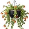 Cotyledon Pendens Live Plant – Trailing Succulent – 2 inch Pot – Indoor - Image 1