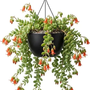 Cotyledon Pendens Live Plant – Trailing Succulent – 2 inch Pot – Indoor - Image 1