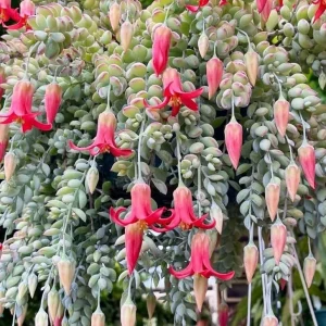 Cotyledon Pendens Live Succulent Plant – Cliff Cotyledon – 4 Inch Pot Trailing Indoor - Image 2
