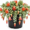 Cotyledon Pendens Live Succulent Plant – Cliff Cotyledon – 4 Inch Pot Trailing Indoor - Image 1