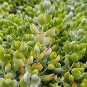 Cotyledon Pendens Live Succulent Plant – Cliff Cotyledon – 4 Inch Pot Trailing Indoor - Image 4