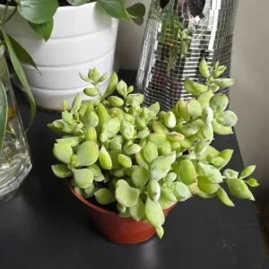 Cotyledon Pendens Live Succulent Plant – Cliff Cotyledon – 4 Inch Pot Trailing Indoor - Image 6