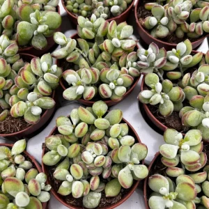 Cotyledon Pendens Succulent Live Plant, Cliff Cotyledon, 6