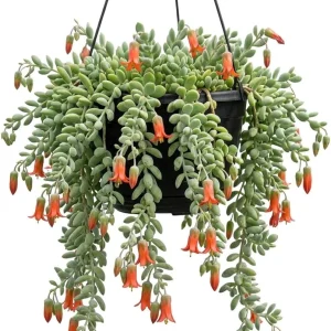 Cotyledon Pendens Succulent Live Plant, Cliff Cotyledon, 6