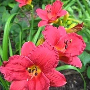Cranberry Baby Daylily Live Plant - Ruffled Red Hemerocallis - 1 Bare Root Flower Plant - Image 2