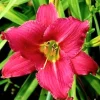 Cranberry Baby Daylily Live Plant - Ruffled Red Hemerocallis - 1 Bare Root Flower Plant - Image 1