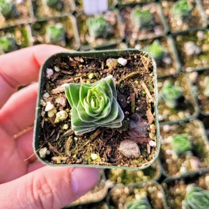 Crassula Buddha's Temple Live Plant – 2 inch Potted Succulent – Indoor - Image 7
