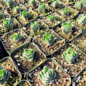 Crassula Buddha's Temple Live Plant – 2 inch Potted Succulent – Indoor - Image 8