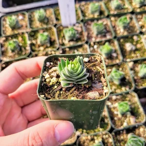 Crassula Buddha's Temple Live Plant – 2 inch Potted Succulent – Indoor - Image 1